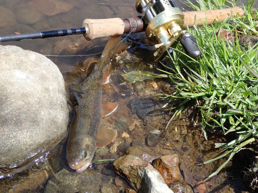 オショロコマ知床