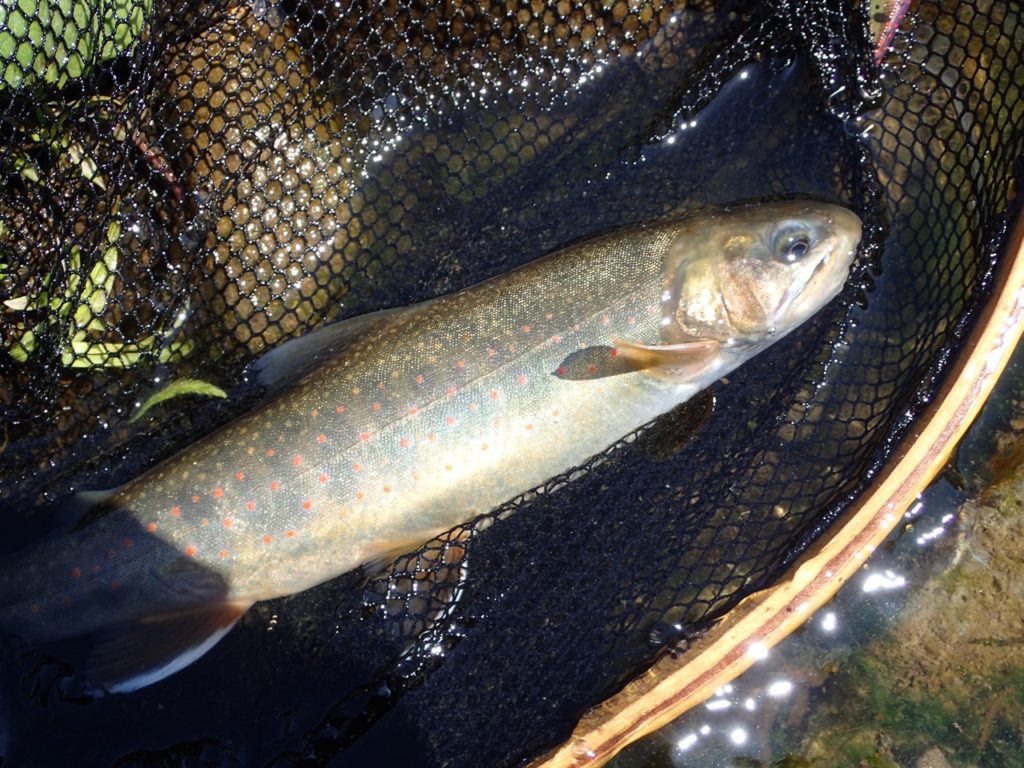 オショロコマ知床