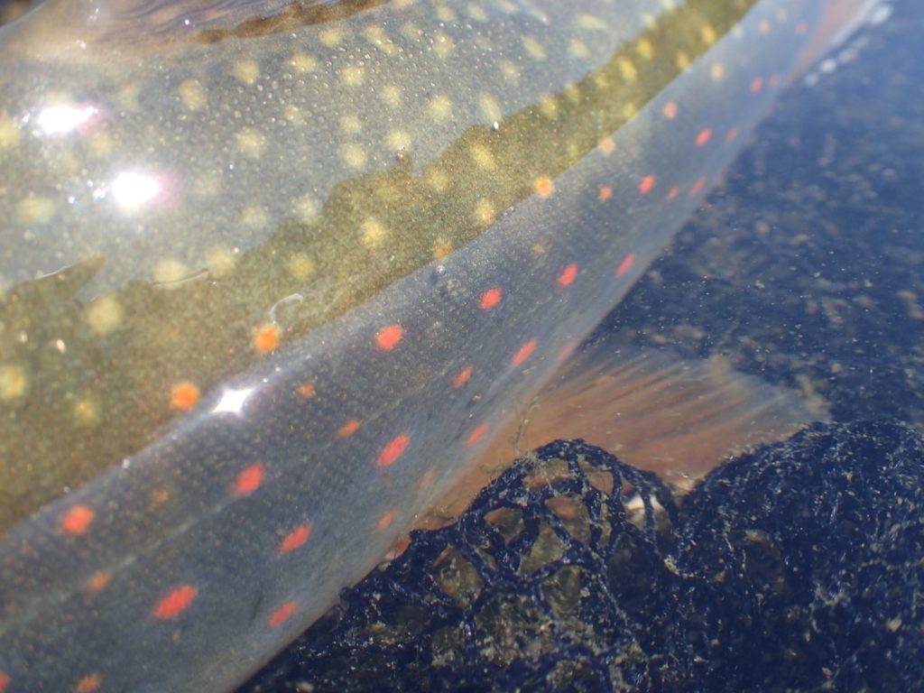 オショロコマ知床