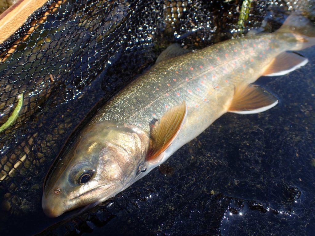 オショロコマ知床