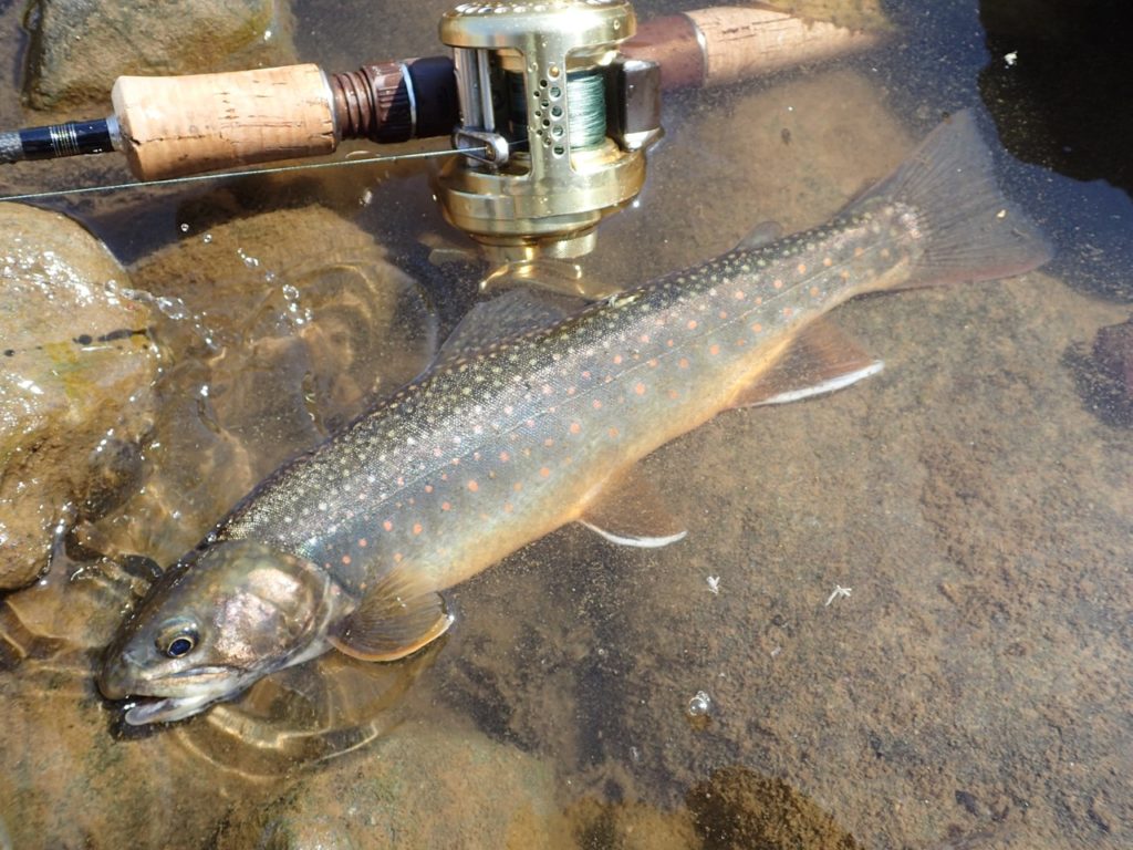 オショロコマ知床