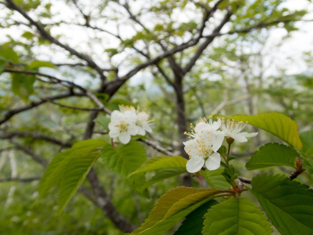 武佐岳　高山植物