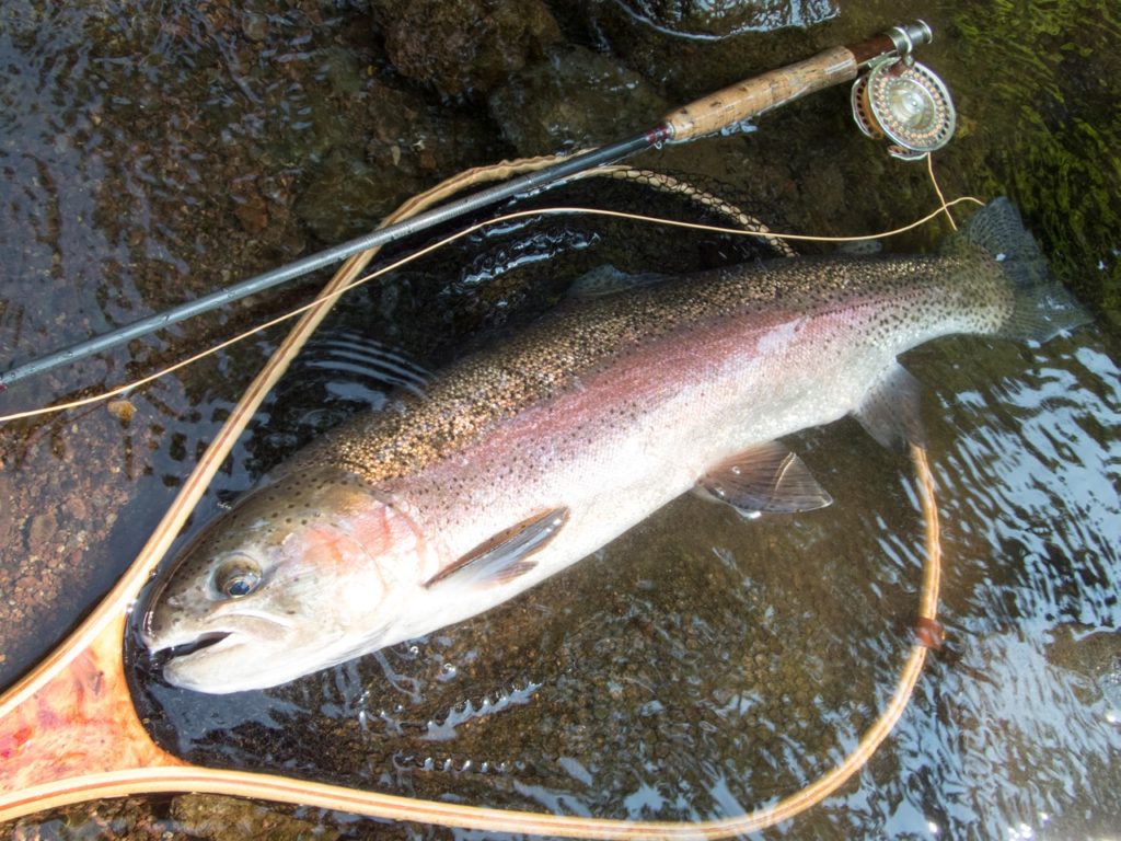 阿寒川ワイルドレインボー　６５ｃｍ