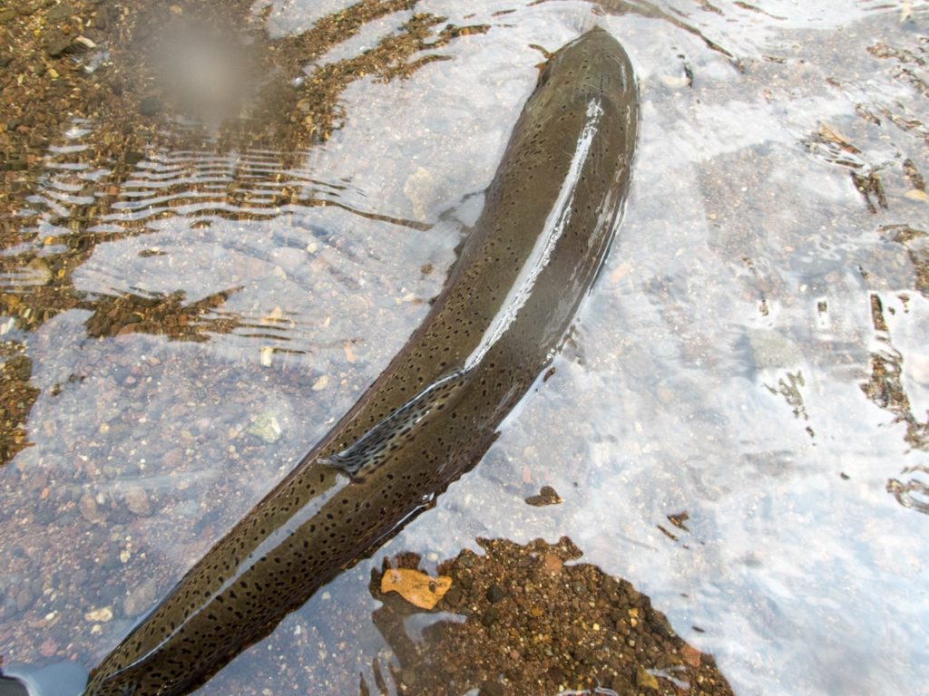 阿寒川ワイルドレインボー