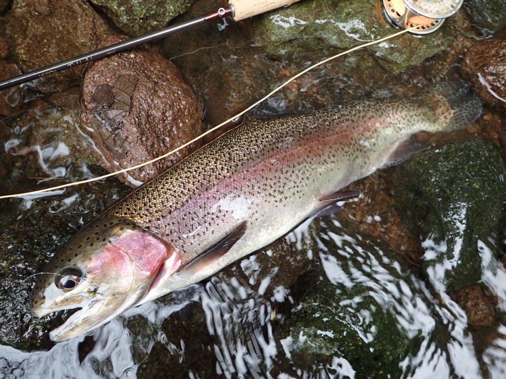 阿寒川のニジマス