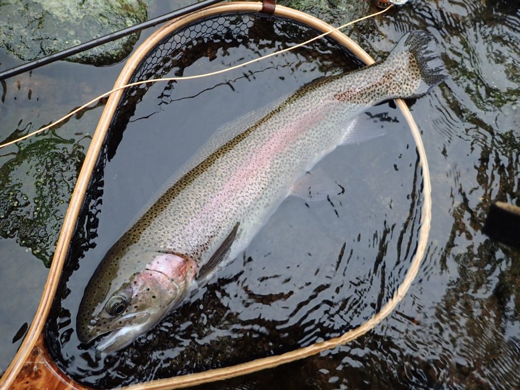 阿寒川のニジマス