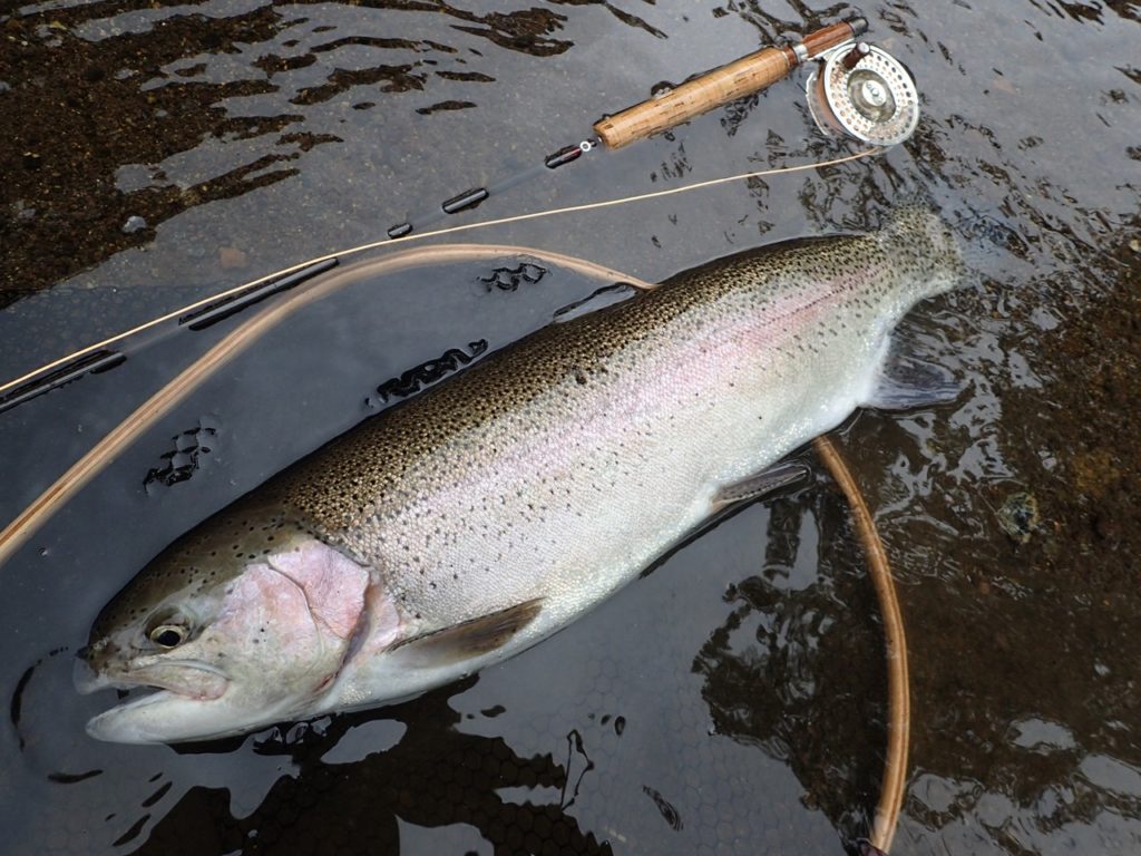 阿寒川のニジマス