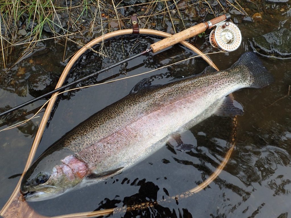 阿寒川のニジマス