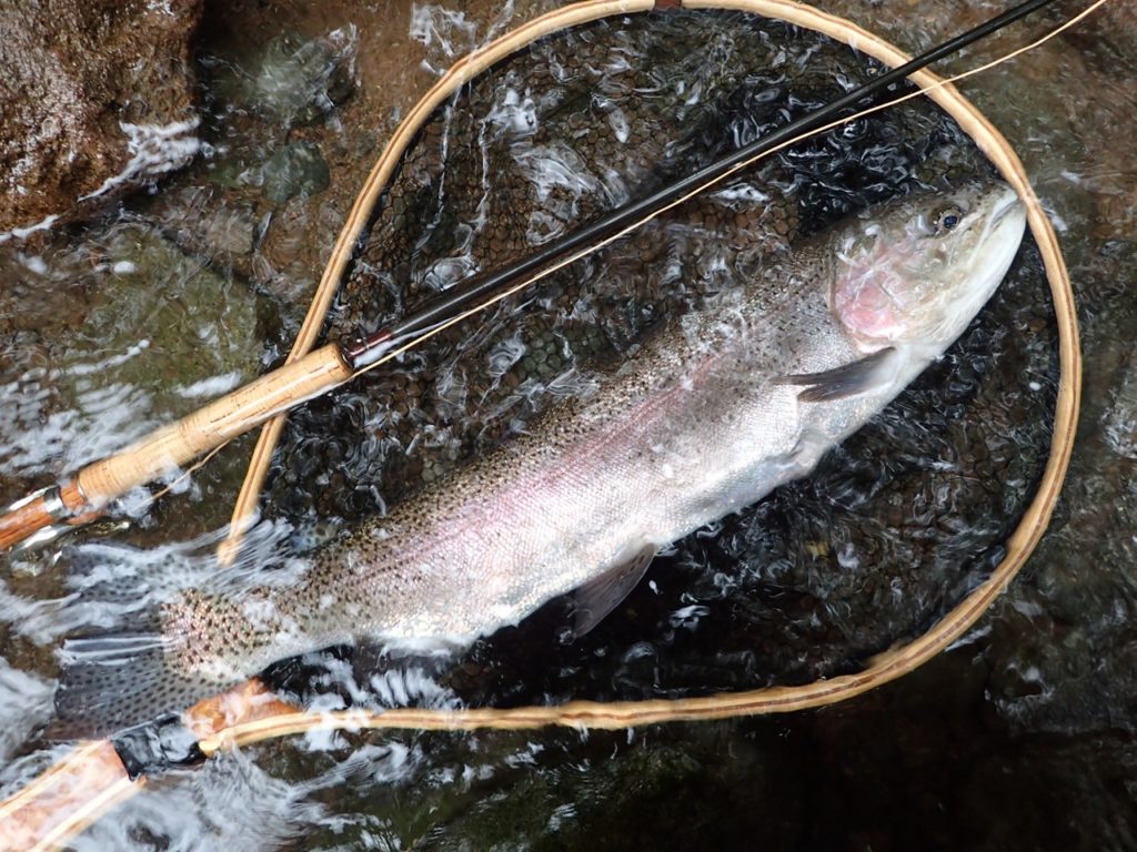 阿寒川のニジマス