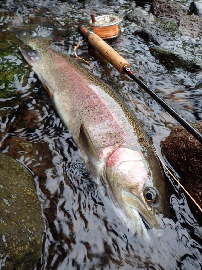 阿寒川のニジマス