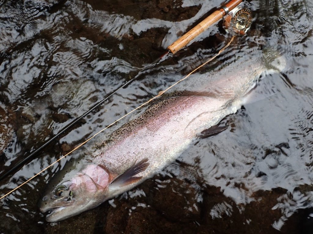 阿寒川のニジマス６７㎝