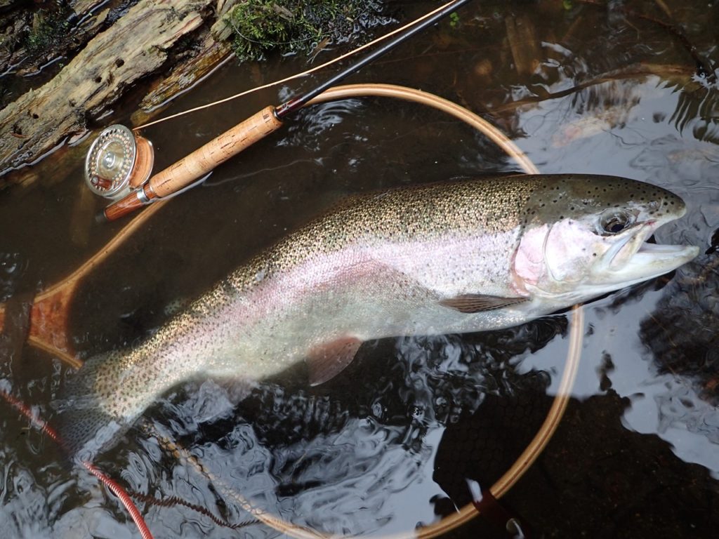 阿寒川のニジマス