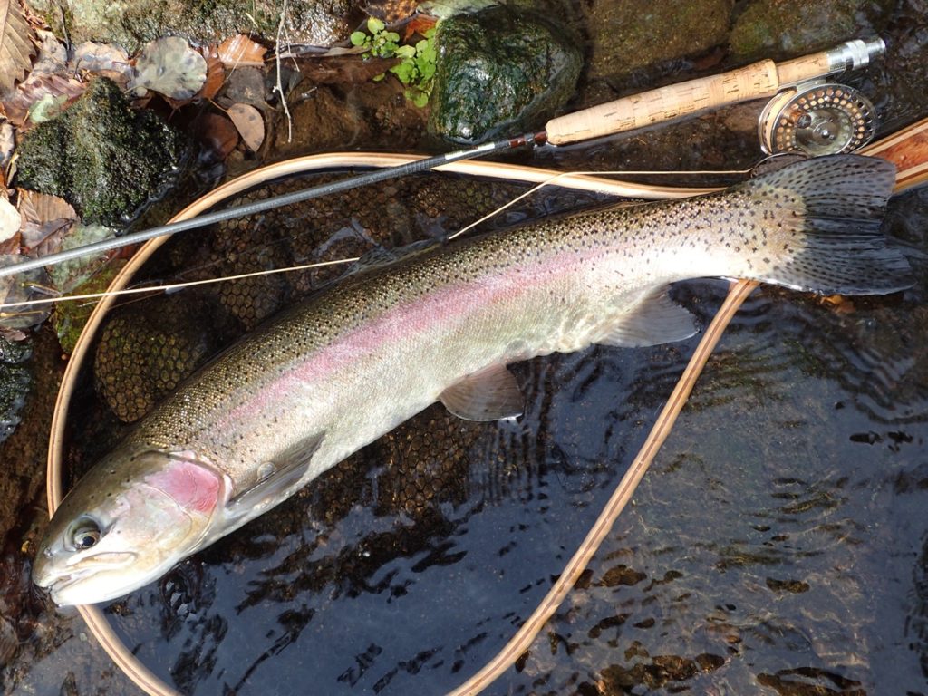 阿寒川のニジマス