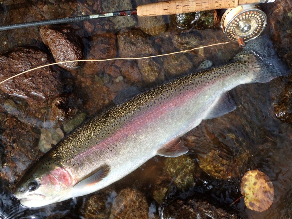 阿寒川のニジマス