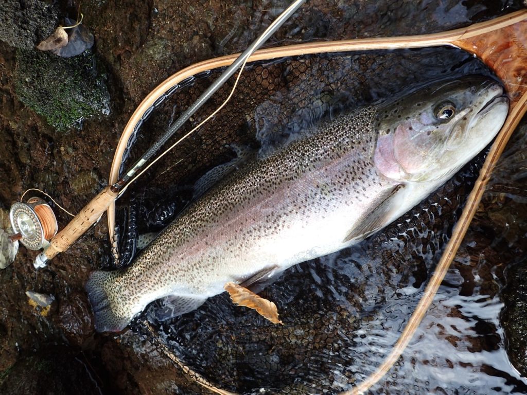 阿寒川のニジマス