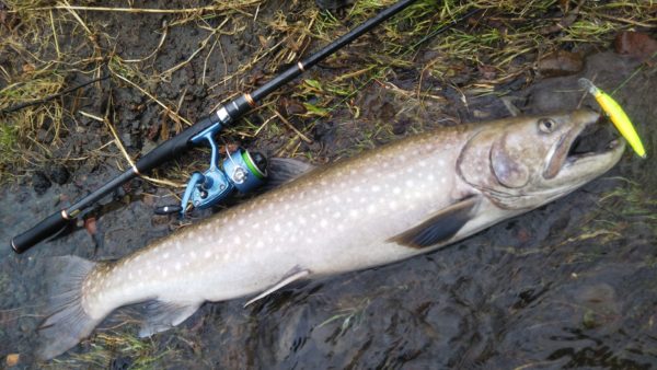 大アメマス湿原河川