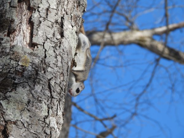 エゾモモンガの食痕・糞尿