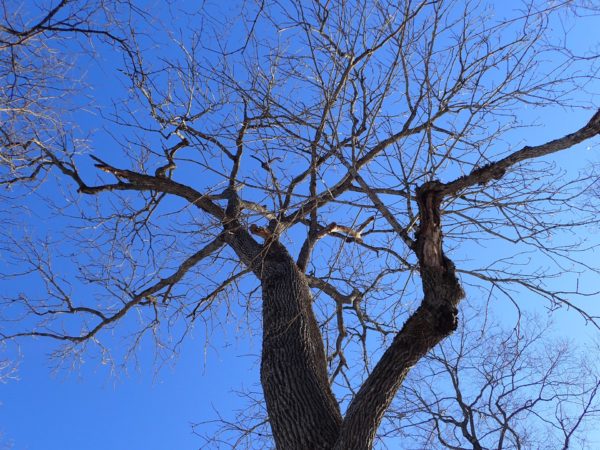 エゾモモンガ中標津