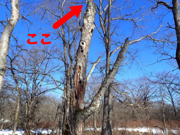 エゾモモンガの食痕・糞尿