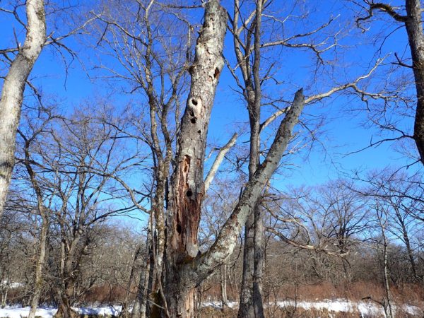 エゾモモンガの食痕・糞尿