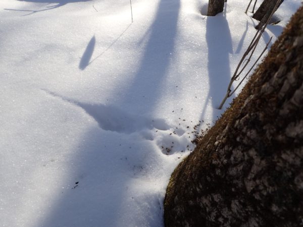 エゾモモンガの食痕・糞尿