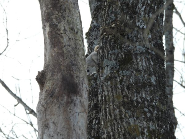 エゾモモンガ中標津