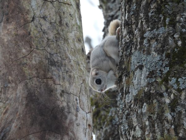 エゾモモンガ中標津