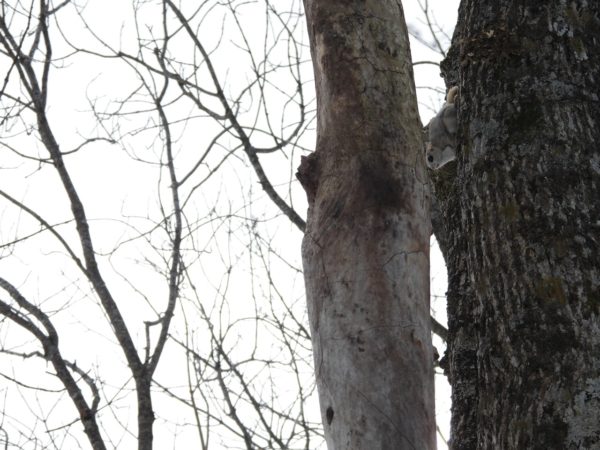 エゾモモンガ中標津