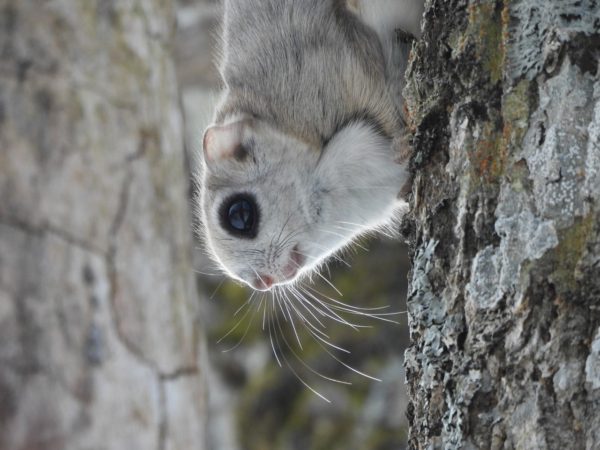 エゾモモンガ中標津