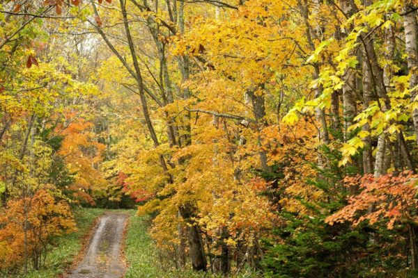 屈斜路湖のヒメマス
