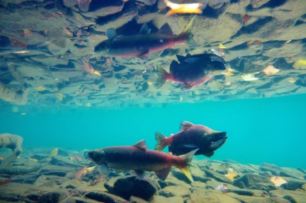 屈斜路湖のヒメマス