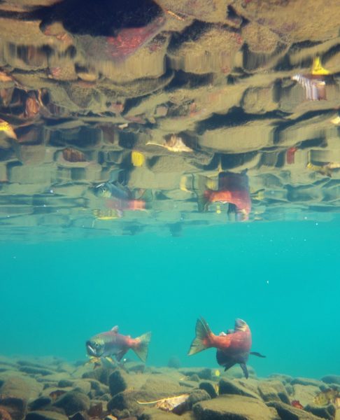 屈斜路湖のヒメマス