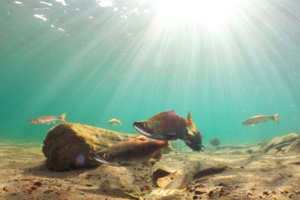 屈斜路湖のヒメマス