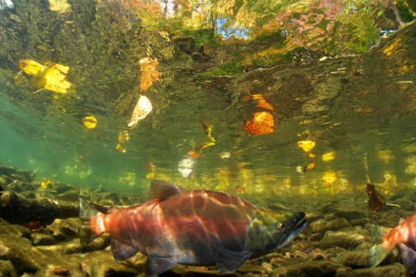 屈斜路湖のヒメマス