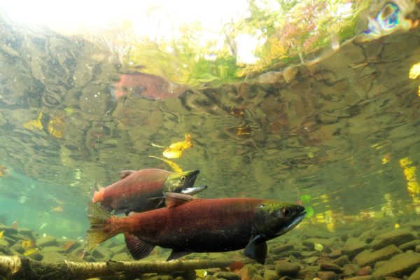 屈斜路湖のヒメマス