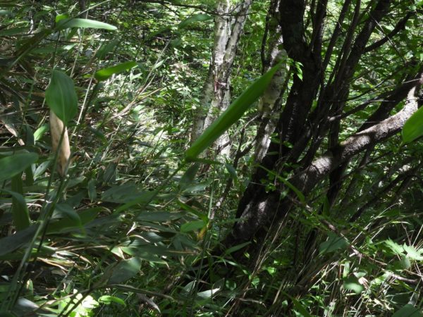 然別湖・天望山