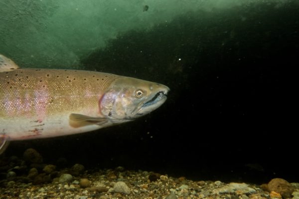 標津川のサクラマス