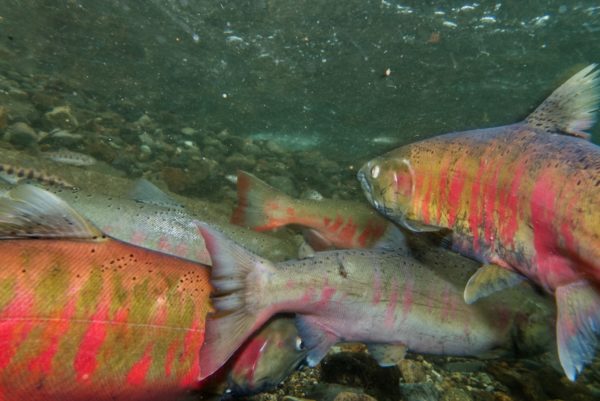 標津川のサクラマス