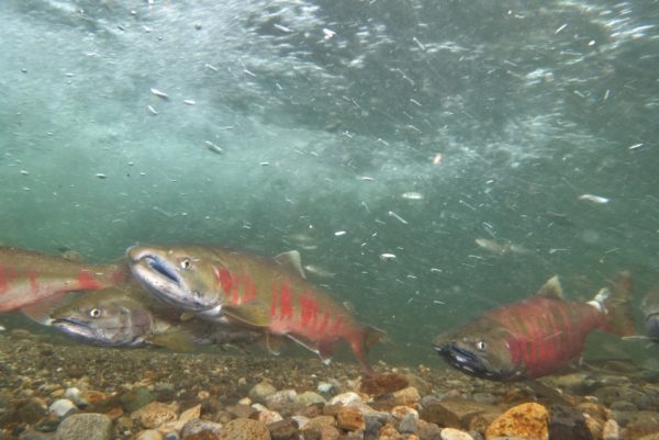 標津川のサクラマス