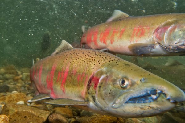 標津川のサクラマス