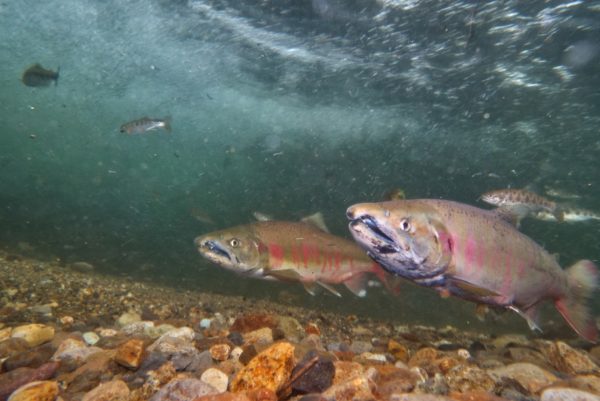 標津川のサクラマス