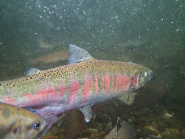 標津川のサクラマス