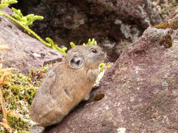然別湖ナキウサギ