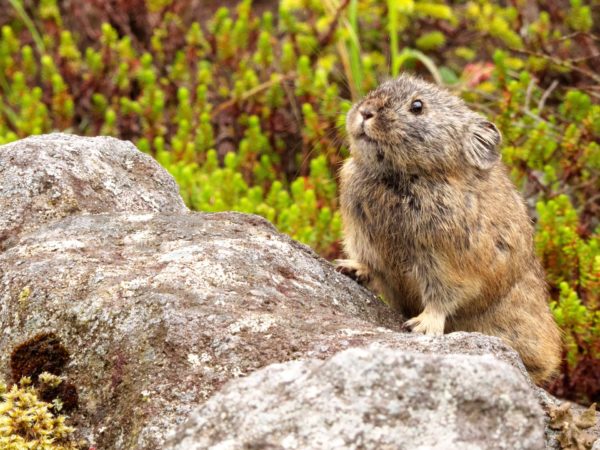 然別湖ナキウサギ