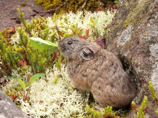 然別湖ナキウサギ