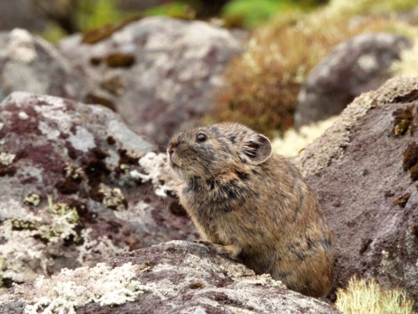 然別湖ナキウサギ