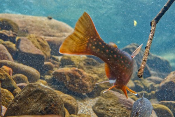 然別湖のミヤベイワナ