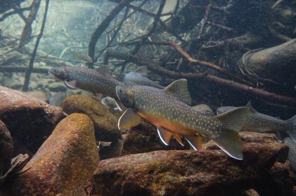然別湖のミヤベイワナ