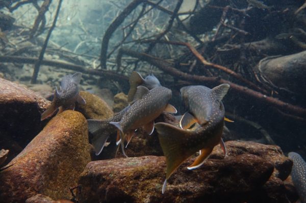 然別湖のミヤベイワナ