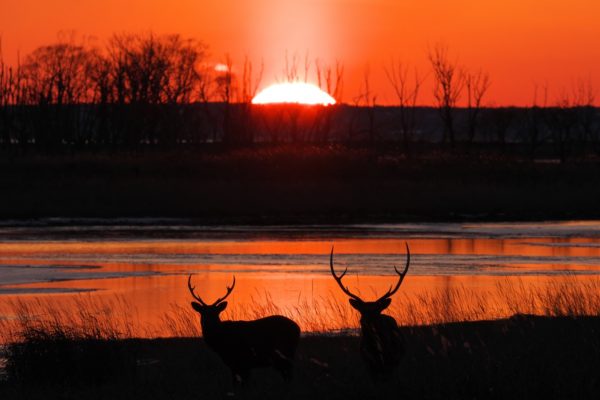 野付ナラワラとエゾシカの夕陽